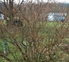 Lynwood Forsythia  -  Forsythia x intermedia