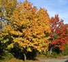 Norway Maple-Autumn color