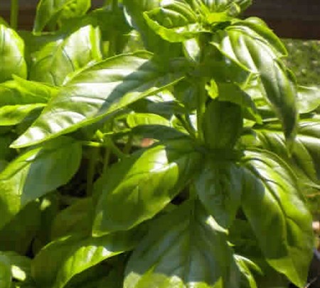Picture of Sweet Basil