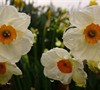 Tazetta Narcissus 