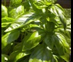 Sweet Basil