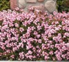 Snow Pink Indian Hawthorne