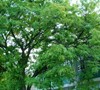 Thornless Common Honeylocust