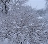 Snow on Forsythia