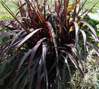Princess Caroline Purple Fountain Grass Picture