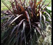 Sun garden