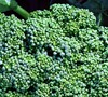 Calabrese Broccoli