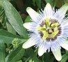 Passion Flower 