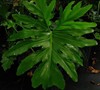 Split Leaf Philodendron