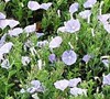 Ground Morning Glory