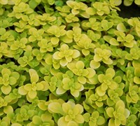 Ogon Sedum Picture