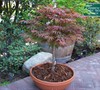 Red Japanese Maple-Atropurpurem