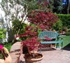 Bloodgood Japanese Maples