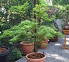 Kamagata Japanese Maple