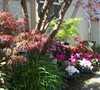 Orangeola and Viridis Japanese maples