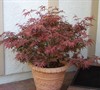 Shaina Dwarf Japanese Maple Spring 2013