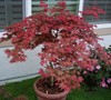 Shindeshojo Japanese Maple