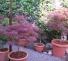 Inaba Shidare and Crimson Queen Japanese Maples