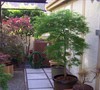 Viridis Japanese Maple
