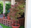 Orangeola Japanese Maple Spring 2013