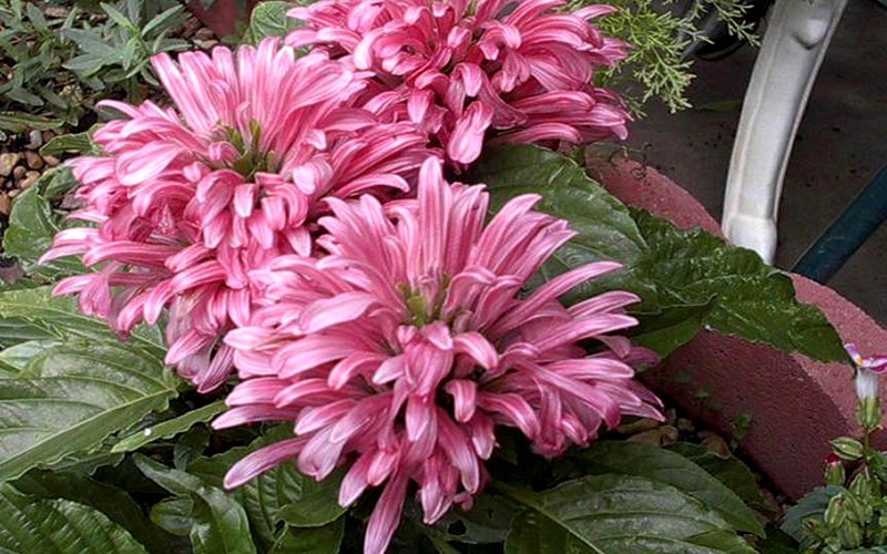 Pink Flamingo Plant Picture Gardenality