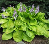 Sum And Substance Hosta Lily Picture