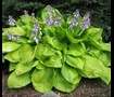 Sum And Substance Hosta Lily