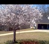 Autumn Flowering Cherry