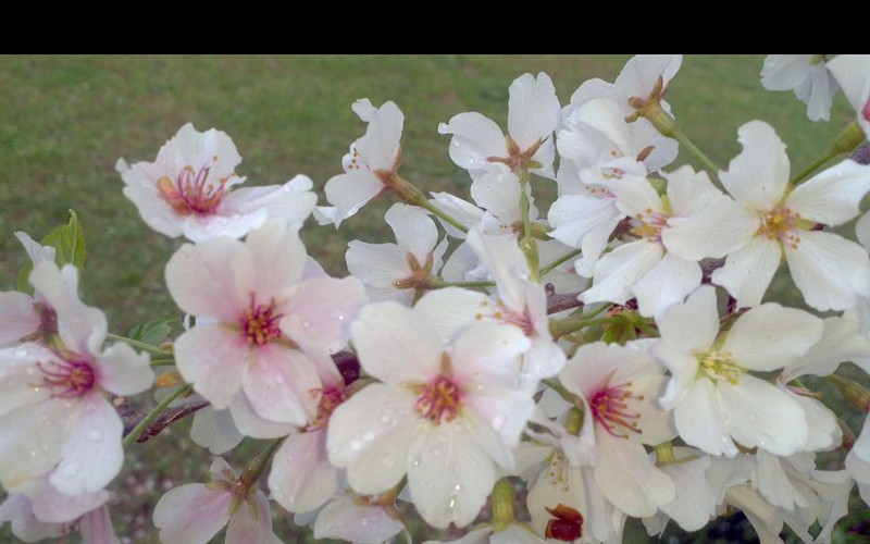 Flowering Higan Cherry blossums