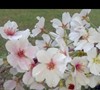 Flowering Higan Cherry blossums