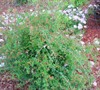 Ed Goucher Abelia