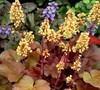 Little Cutie Blondie Heuchera