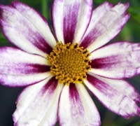 Cosmic Evolution Coreopsis Picture