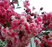 Peppermint Lace Crape Myrtle Picture