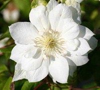Duchess Of Edinburgh Clematis Picture