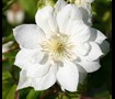 Duchess Of Edinburgh Clematis