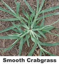 How do you get rid of crabgrass?