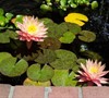 Peaches And Cream Hardy Water Lily