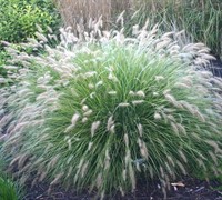 Little Bunny Dwarf Fountain Grass Picture