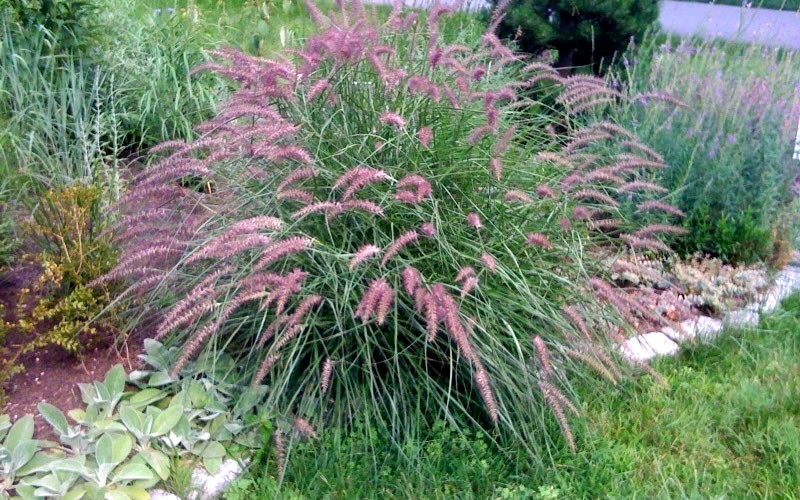 Karley Rose Fountain Grass Picture