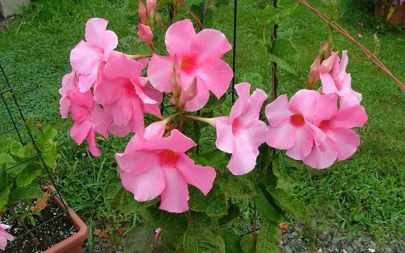 Alice Du Pont Mandevilla Picture