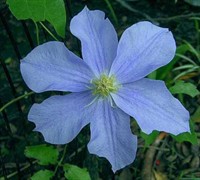 Will Goodwin Clematis Picture