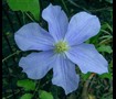 Clematis niobe