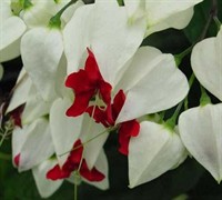 Bleeding Heart Vine Picture