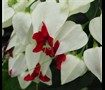 Bleeding Heart Vine