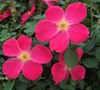 Pink Homerun Rose