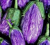 Purple Haze Eggplant