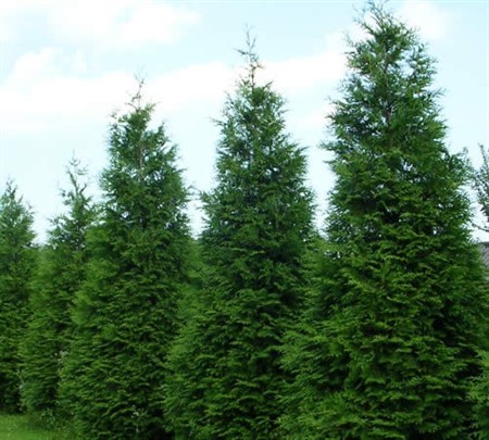 Green Giant Arborvitae