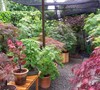 East side Japanese Maple Garden