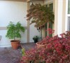 Entry Japanese Maples